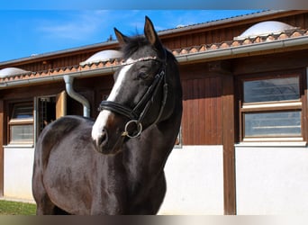 Duits sportpaard, Merrie, 7 Jaar, 166 cm, Zwart