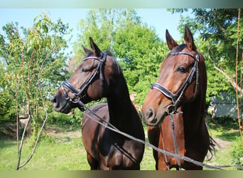 Duits sportpaard, Merrie, 7 Jaar, 167 cm, Bruin