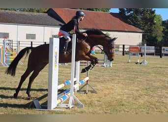 Duits sportpaard, Merrie, 7 Jaar, 167 cm, Bruin