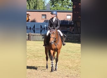 Duits sportpaard, Merrie, 7 Jaar, 167 cm, Bruin