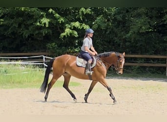 Duits sportpaard, Merrie, 7 Jaar, 167 cm, Bruin