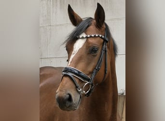 Duits sportpaard, Merrie, 7 Jaar, 167 cm, Bruin