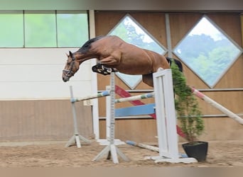 Duits sportpaard, Merrie, 7 Jaar, 167 cm, Bruin