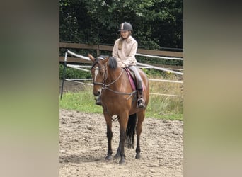 Duits sportpaard, Merrie, 7 Jaar, 167 cm, Bruin