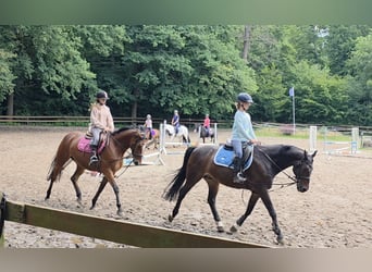 Duits sportpaard, Merrie, 7 Jaar, 167 cm, Bruin