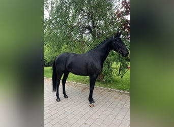 Duits sportpaard, Merrie, 7 Jaar, 167 cm, Zwart