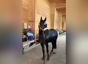 Duits sportpaard, Merrie, 7 Jaar, 167 cm, Zwartbruin