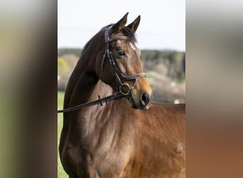 Duits sportpaard, Merrie, 7 Jaar, 168 cm, Brauner