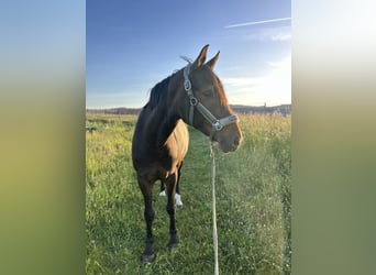 Duits sportpaard, Merrie, 7 Jaar, 168 cm, Bruin