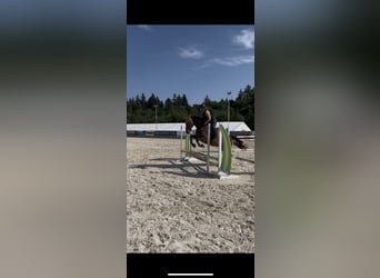 Duits sportpaard, Merrie, 7 Jaar, 168 cm, Bruin