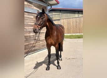 Duits sportpaard, Merrie, 7 Jaar, 168 cm, Donkerbruin
