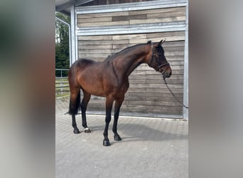 Duits sportpaard, Merrie, 7 Jaar, 168 cm, Donkerbruin