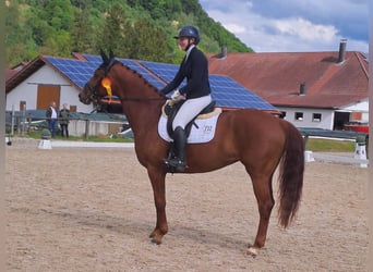 Duits sportpaard, Merrie, 7 Jaar, 168 cm, Donkere-vos