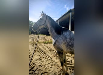 Duits sportpaard, Merrie, 7 Jaar, 168 cm, Schimmel