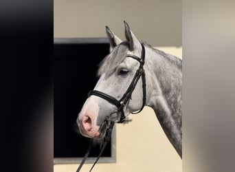 Duits sportpaard, Merrie, 7 Jaar, 168 cm, Schimmel