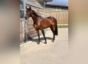 Duits sportpaard, Merrie, 7 Jaar, 169 cm, Bruin