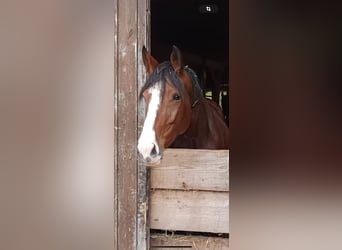 Duits sportpaard, Merrie, 7 Jaar, 169 cm, Donkerbruin