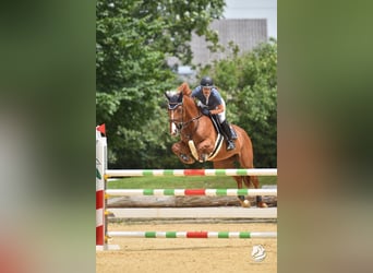 Deutsches Sportpferd, Stute, 7 Jahre, 169 cm, Fuchs