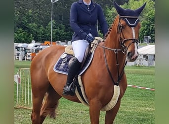 Deutsches Sportpferd, Stute, 7 Jahre, 169 cm, Fuchs