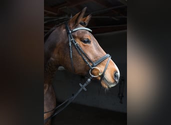 Duits sportpaard, Merrie, 7 Jaar, 170 cm, Brauner