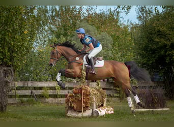 Duits sportpaard, Merrie, 7 Jaar, 170 cm, Bruin