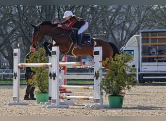 Duits sportpaard, Merrie, 7 Jaar, 170 cm, Bruin