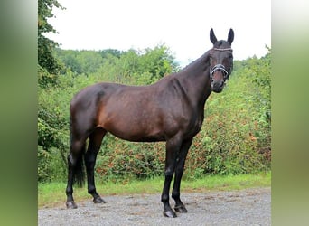 Duits sportpaard, Merrie, 7 Jaar, 170 cm, Donkerbruin