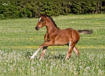 Duits sportpaard, Merrie, 7 Jaar, 170 cm, Donkerbruin