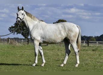 Duits sportpaard, Merrie, 7 Jaar, 170 cm, Schimmel