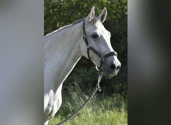 Duits sportpaard, Merrie, 7 Jaar, 170 cm, Schimmel