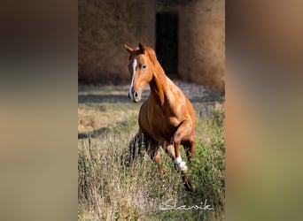 Duits sportpaard, Merrie, 7 Jaar, 170 cm, Vos