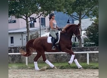 Duits sportpaard, Merrie, 7 Jaar, 170 cm, Vos