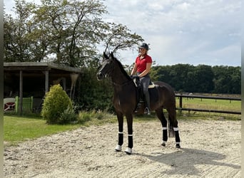 Duits sportpaard, Merrie, 7 Jaar, 170 cm, Zwart