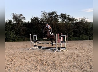 Duits sportpaard, Merrie, 7 Jaar, 170 cm, Zwart