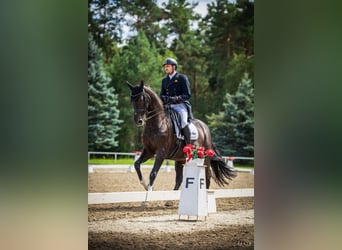 Duits sportpaard, Merrie, 7 Jaar, 170 cm, Zwart