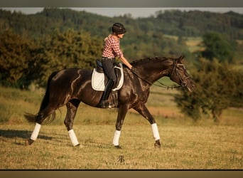 Duits sportpaard, Merrie, 7 Jaar, 171 cm, Zwart