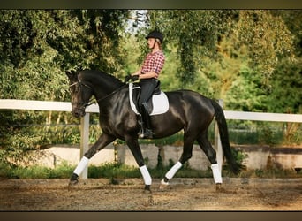 Duits sportpaard, Merrie, 7 Jaar, 171 cm, Zwart