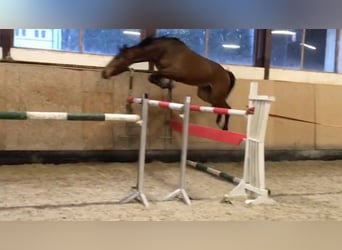 Duits sportpaard, Merrie, 7 Jaar, 172 cm, Brauner