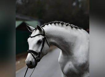 Duits sportpaard, Merrie, 7 Jaar, 172 cm, Schimmel