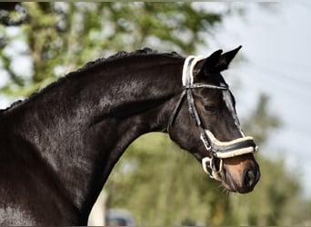 Duits sportpaard, Merrie, 7 Jaar, 172 cm, Zwart