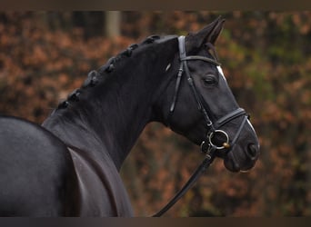 Duits sportpaard, Merrie, 7 Jaar, 172 cm, Zwart