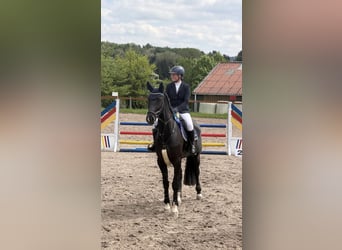 Duits sportpaard, Merrie, 7 Jaar, 172 cm, Zwart