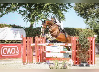 Duits sportpaard, Merrie, 7 Jaar, 173 cm, Donkerbruin