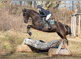 Duits sportpaard, Merrie, 7 Jaar, 174 cm, Zwart