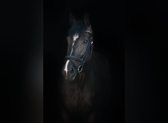 Duits sportpaard, Merrie, 7 Jaar, 175 cm, Zwartbruin