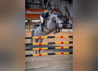 Duits sportpaard, Merrie, 7 Jaar, 179 cm, Schimmel