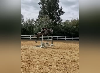 Duits sportpaard, Merrie, 7 Jaar, 180 cm, Schimmel