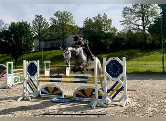 Duits sportpaard, Merrie, 7 Jaar, 181 cm, Schimmel
