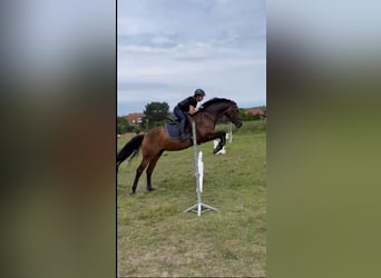 Duits sportpaard, Merrie, 8 Jaar, 162 cm, Donkerbruin