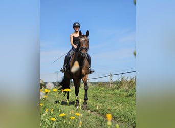 Duits sportpaard, Merrie, 8 Jaar, 162 cm, Donkerbruin